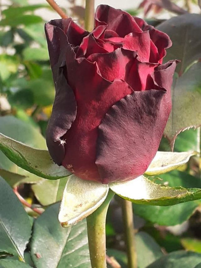 BLACK PERFUMELLA® róża wielkokwiatowa