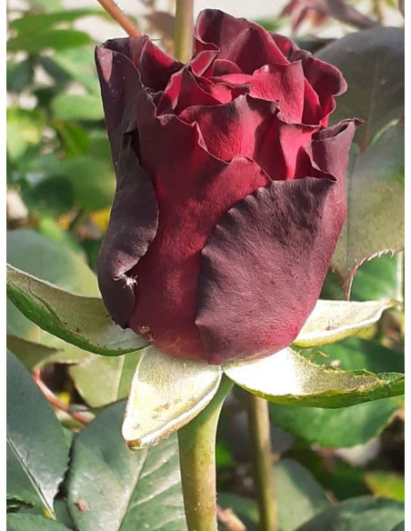 BLACK PERFUMELLA® róża wielkokwiatowa