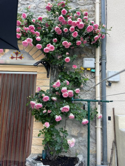 EDEN ROSE® róża parkowa