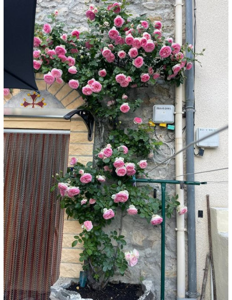 EDEN ROSE® róża parkowa
