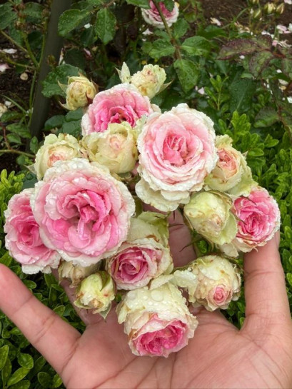 MINI EDEN ROSE® róża pnąca