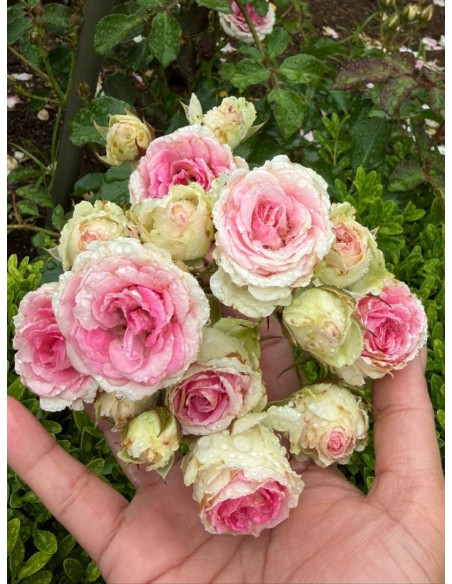 MINI EDEN ROSE® róża pnąca