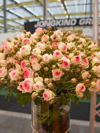 MINI EDEN ROSE® róża pnąca
