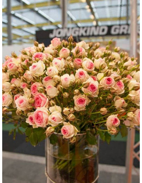 MINI EDEN ROSE® róża pnąca