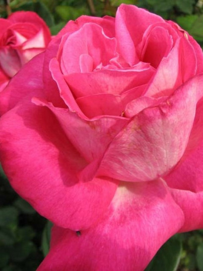 wielkokwiatowa róża rose Gaujard