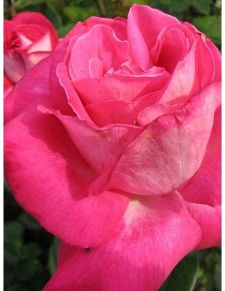 wielkokwiatowa róża rose Gaujard