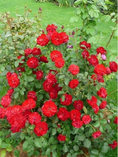 róże bordowe rabatowe Lilli Marleen