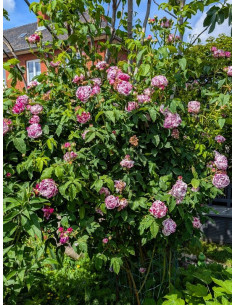 VARIEGATA DI BOLOGNA pnąca róża historyczna