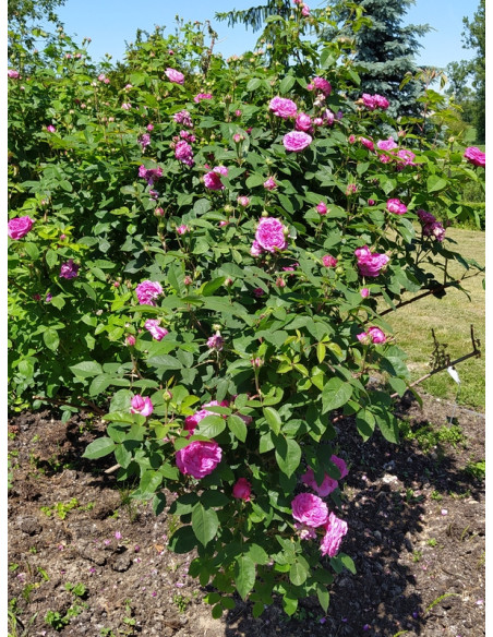 REINE des VIOLETTES pnąca róża historyczna