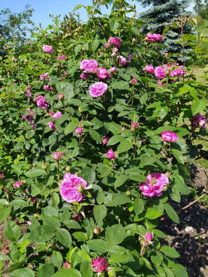 REINE des VIOLETTES pnąca róża historyczna