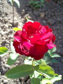 róże bordowe rabatowe Lilli Marleen 2