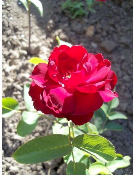 bordowe róże rabatowe Lilli Marleen