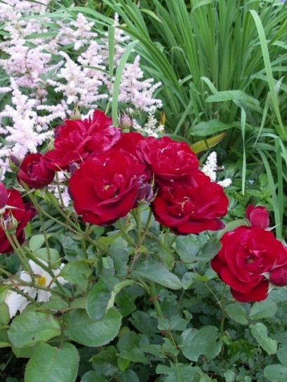 Lilli Marleen róże bordowe rabatowe