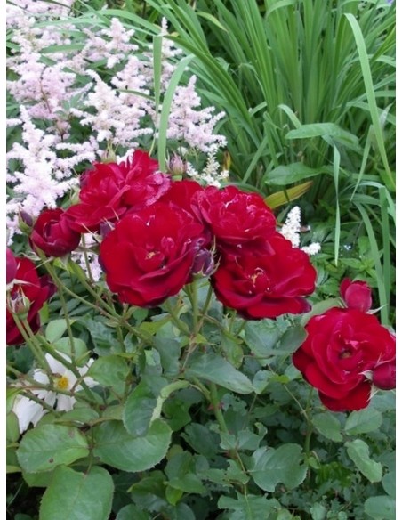 Lilli Marleen róże bordowe rabatowe