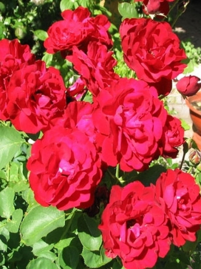 Lilli Marleen bordowe róże rabatowe