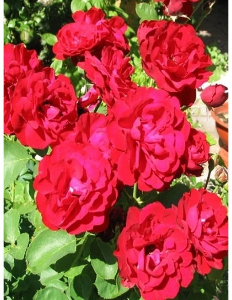 Lilli Marleen bordowe róże rabatowe