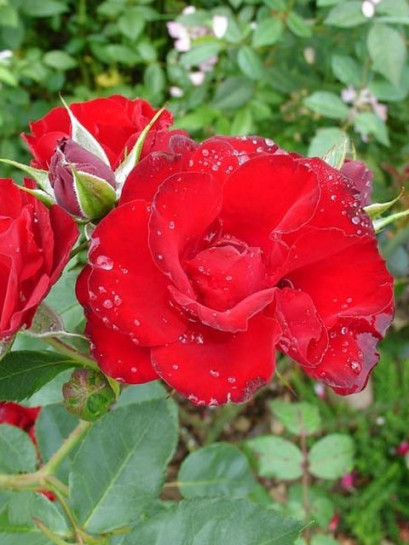 rabatowe róże bordowe Lilli Marleen