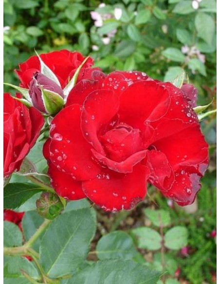 rabatowe róże bordowe Lilli Marleen