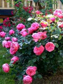 rabatowe róże Leonardo Da Vinci różowe