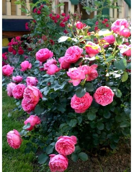 rabatowe róże Leonardo Da Vinci różowe