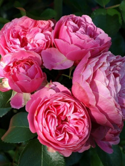 rabatowe róże Leonardo Da Vinci różowe 2