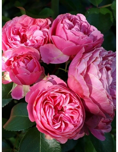 róże rabatowe Leonardo Da Vinci różowe