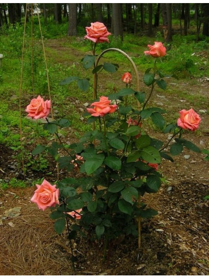 roze herbaciane folklore