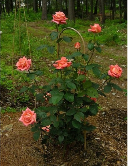 roze herbaciane folklore