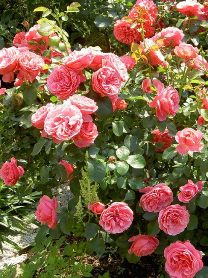 Leonardo Da Vinci rabatowe róże różowe