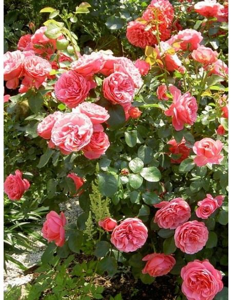 Leonardo Da Vinci rabatowe róże różowe