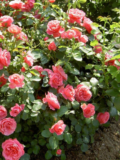 rabatowe róże różowe Leonardo Da Vinci