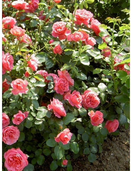 rabatowe róże różowe Leonardo Da Vinci