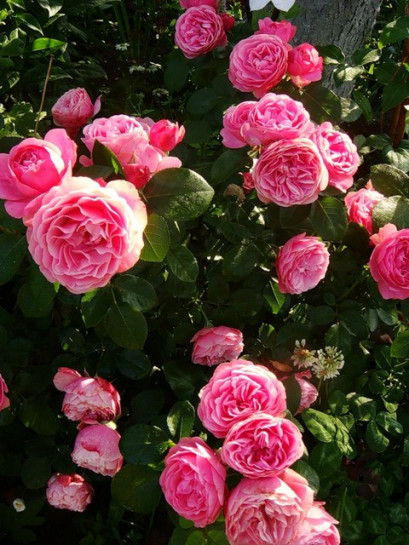  rabatowe roze rozowe Leonardo Da Vinci