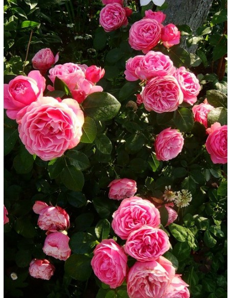  rabatowe roze rozowe Leonardo Da Vinci