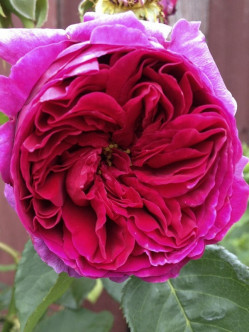 Othello pachnące róże angielskie