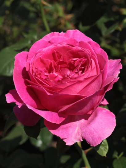 róże angielskie Othello