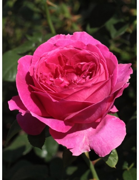 róże angielskie Othello