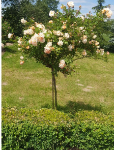 Ghislaine de Feligonde pienne roze łososiowe 2