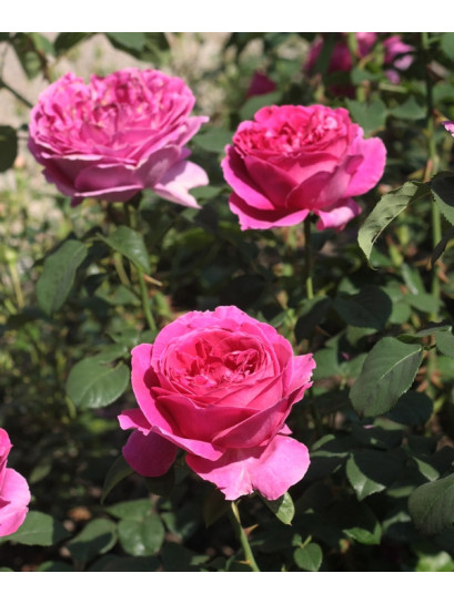 angielskie róże Othello