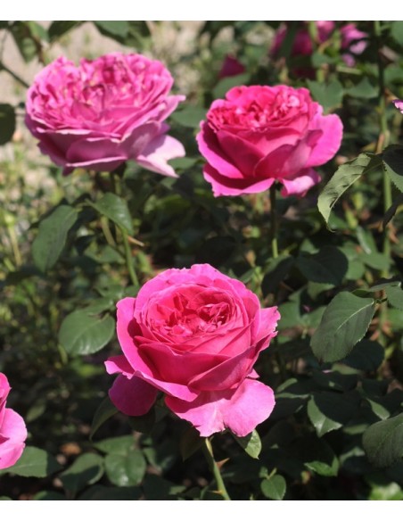 angielskie róże Othello