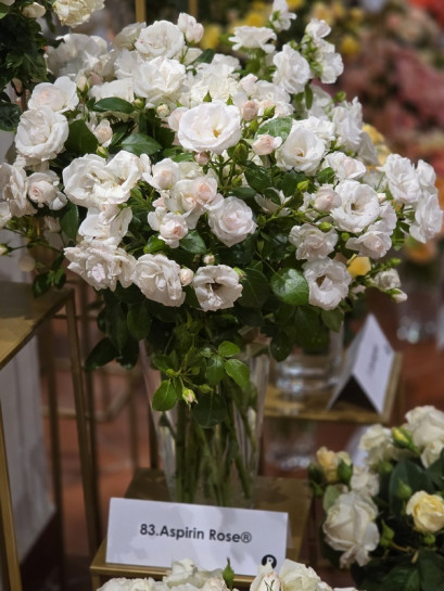 ASPIRIN ROSE® róża okrywowa
