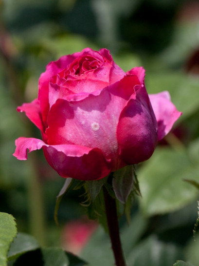 Othello róże angielskie