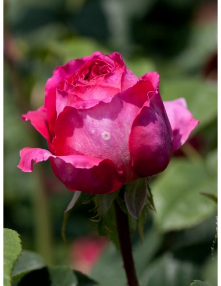 Othello róże angielskie