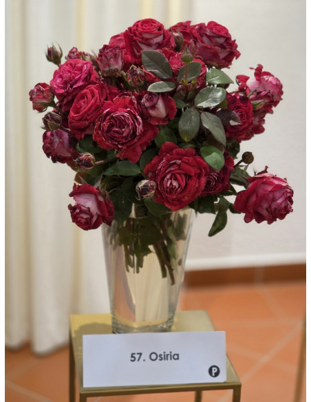 OSIRIA róża wielkokwiatowa