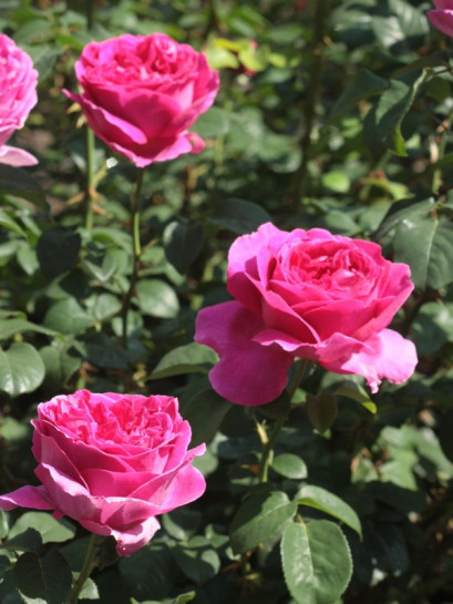 Othello angielskie róże