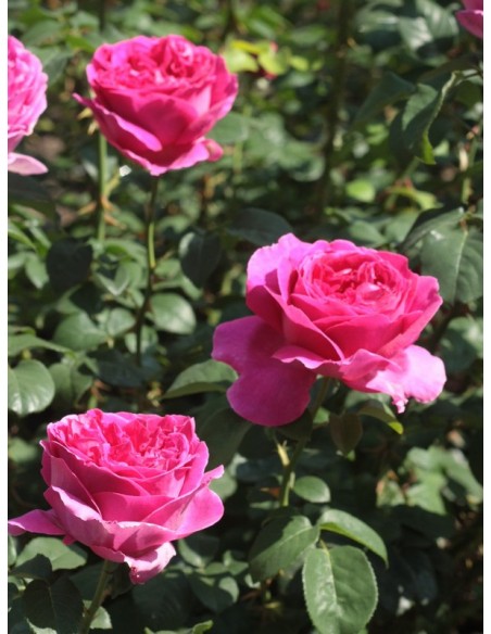 Othello angielskie róże