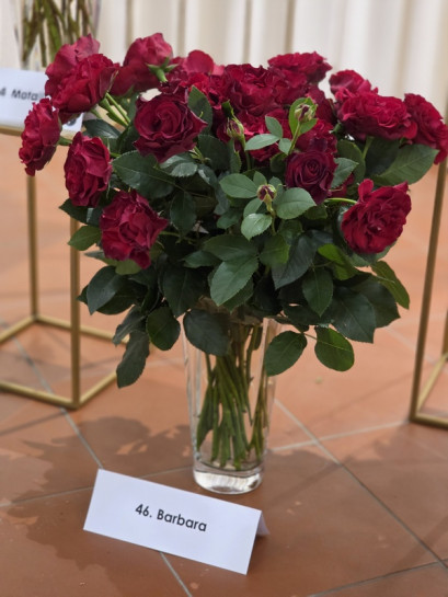 Hommage a Barbara róża wielkokwiatowa