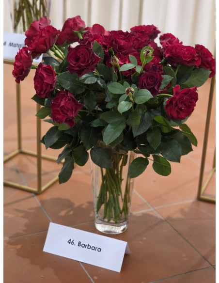 Hommage a Barbara róża wielkokwiatowa