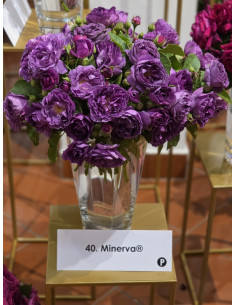 Minerva róze rabatowe niebieskie 2
