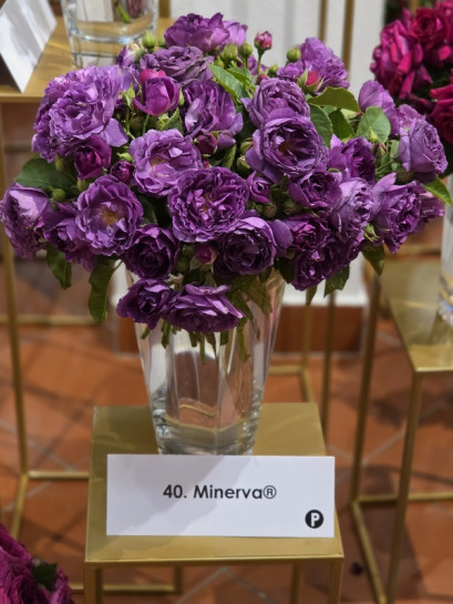 MINERVA® róża rabatowa